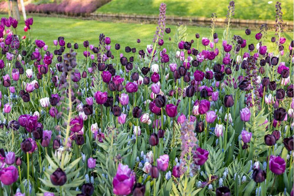 Eksklusivblanding Mixture 'Mystery'